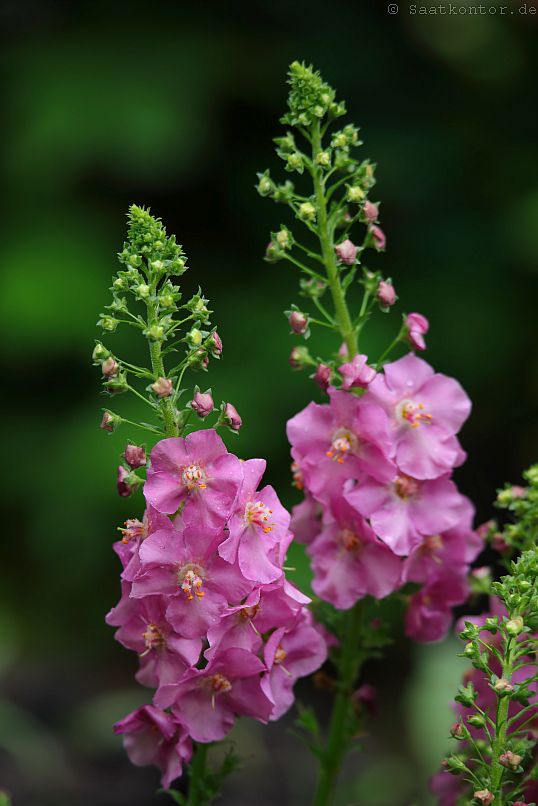 Verbascum Antique Rose - вербаскум розов (1567)